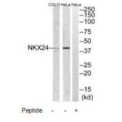 Invitrogen Nkx2.4 Polyclonal Antibody 100 &mu;L | Buy Online | Invitrogen&trade; | Fisher Scientific