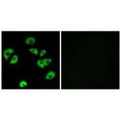 Invitrogen LILRB4 Polyclonal Antibody 100 &mu;L; Unconjugated:Antibodies,