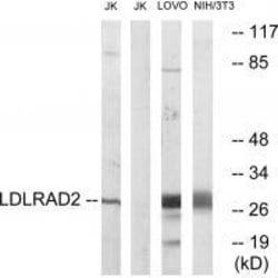 Invitrogen LDLRAD2 Polyclonal Antibody 100 &mu;L; Unconjugated:Antibodies,