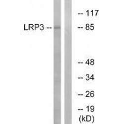 Invitrogen LRP3 Polyclonal Antibody 100 &mu;L | Buy Online | Invitrogen&trade; | Fisher Scientific