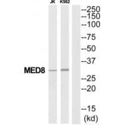 Invitrogen MED8 Polyclonal Antibody 100 &mu;L; Unconjugated:Antibodies,