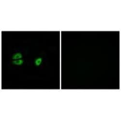 Invitrogen MRPS22 Polyclonal Antibody 100 &mu;L; Unconjugated:Antibodies,