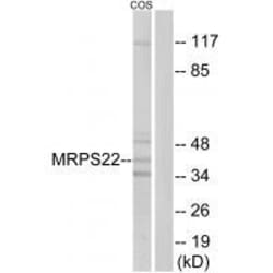 Invitrogen MRPS22 Polyclonal Antibody 100 &mu;L; Unconjugated:Anticuerpos