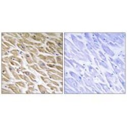 Invitrogen MRPL39 Polyclonal Antibody 100 &mu;L; Unconjugated:Antibodies,