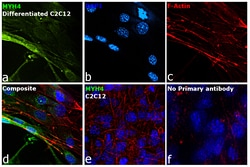 Invitrogen Myosin 4 Polyclonal Antibody 100 &mu;L; Unconjugated:Antibodies,