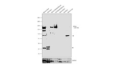 Invitrogen Myosin 4 Polyclonal Antibody 100 &mu;L; Unconjugated:Antibodies,