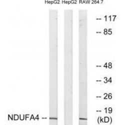 Invitrogen NDUFA4 Polyclonal Antibody 100 &mu;L | Buy Online | Invitrogen&trade; | Fisher Scientific