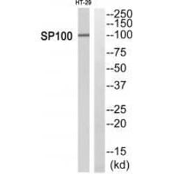 Invitrogen SP100 Polyclonal Antibody 100 &mu;L; Unconjugated:Anticuerpos