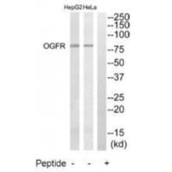 Invitrogen OGFR Polyclonal Antibody 100 &mu;L | Buy Online | Invitrogen&trade; | Fisher Scientific