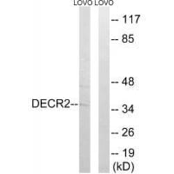 Invitrogen DECR2 Polyclonal Antibody 100 &mu;L; Unconjugated:Antibodies,