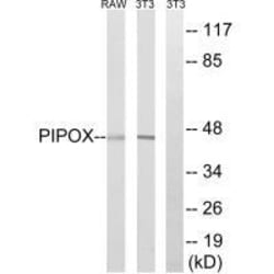 Invitrogen PIPOX Polyclonal Antibody 100 &mu;L; Unconjugated:Antibodies,