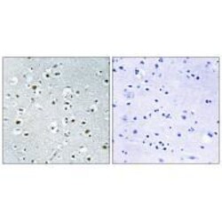 Invitrogen PPRC1 Polyclonal Antibody 100 &mu;L; Unconjugated:Antibodies,