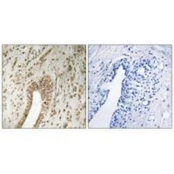 Invitrogen PHF3 Polyclonal Antibody 100 &mu;L; Unconjugated:Antibodies,