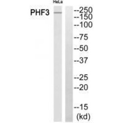 Invitrogen PHF3 Polyclonal Antibody 100 &mu;L | Buy Online | Invitrogen&trade; | Fisher Scientific