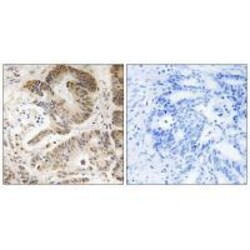 Invitrogen PIK3R5 Polyclonal Antibody 100 &mu;L; Unconjugated:Antibodies,