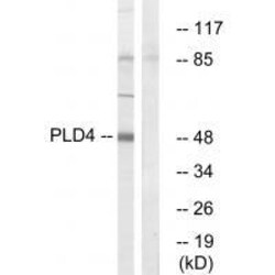 Invitrogen PLD4 Polyclonal Antibody 100 &mu;L | Buy Online | Invitrogen&trade; | Fisher Scientific