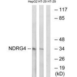 Invitrogen NDRG4 Polyclonal Antibody 100 &mu;L | Buy Online | Invitrogen&trade; | Fisher Scientific
