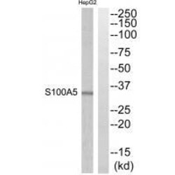 Invitrogen S100A5 Polyclonal Antibody 100 &mu;L | Buy Online | Invitrogen&trade; | Fisher Scientific