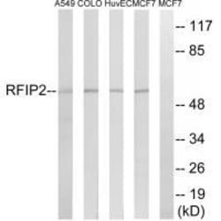 Invitrogen RAB11FIP2 Polyclonal Antibody 100 &mu;L; Unconjugated:Antibodies,
