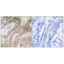 Invitrogen RDM1 Polyclonal Antibody 100 &mu;L; Unconjugated:Antibodies,