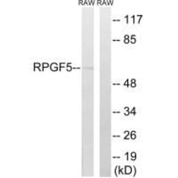 Invitrogen RAPGEF5 Polyclonal Antibody 100 &mu;L; Unconjugated:Antibodies,