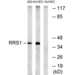 Invitrogen RRS1 Polyclonal Antibody 100 &mu;L | Buy Online | Invitrogen&trade; | Fisher Scientific