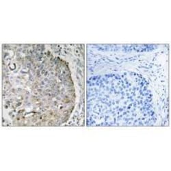 Invitrogen MRRF Polyclonal Antibody 100 &mu;L; Unconjugated:Antibodies,