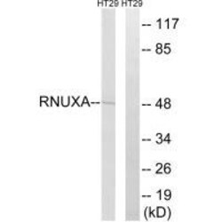 Invitrogen PHAX Polyclonal Antibody 100 &mu;L | Buy Online | Invitrogen&trade; | Fisher Scientific