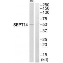 Invitrogen Septin-14 Polyclonal Antibody 100 &mu;L | Buy Online | Invitrogen&trade; | Fisher Scientific