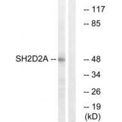 Invitrogen SH2D2A Polyclonal Antibody 100 &mu;L; Unconjugated:Antibodies,