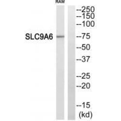 Invitrogen SLC9A6 Polyclonal Antibody 100 &mu;L; Unconjugated:Antibodies,