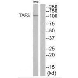 Invitrogen TAF3 Polyclonal Antibody 100 &mu;L | Buy Online | Invitrogen&trade; | Fisher Scientific