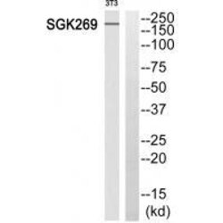 Invitrogen PEAK1 Polyclonal Antibody 100 &mu;L; Unconjugated:Antibodies,