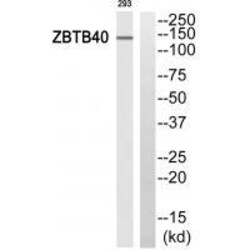 Invitrogen ZBTB40 Polyclonal Antibody 100 &mu;L; Unconjugated:Antistoffer