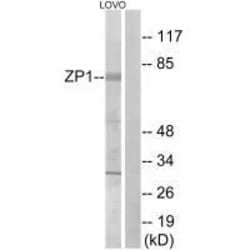 Invitrogen ZP1 Polyclonal Antibody 100 &mu;L | Buy Online | Invitrogen&trade; | Fisher Scientific