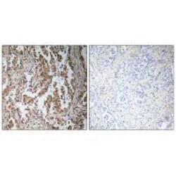 Invitrogen TBPL2 Polyclonal Antibody 100 &mu;L; Unconjugated:Antibodies,