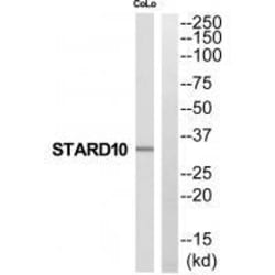 Invitrogen STARD10 Polyclonal Antibody 100 &mu;L | Buy Online | Invitrogen&trade; | Fisher Scientific