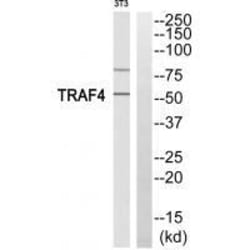 Invitrogen TRAF4 Polyclonal Antibody 100 &mu;L; Unconjugated:Antibodies,