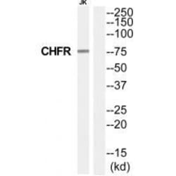 Invitrogen CHFR Polyclonal Antibody 100 &mu;L; Unconjugated:Antibodies,