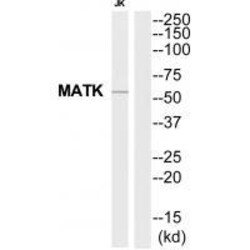 Invitrogen MATK Polyclonal Antibody 100 &mu;L; Unconjugated:Antibodies,