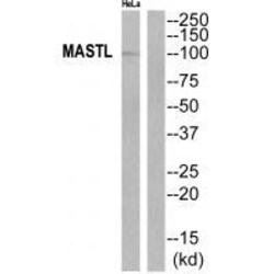 Invitrogen MASTL Polyclonal Antibody 100 &mu;L | Buy Online | Invitrogen&trade; | Fisher Scientific