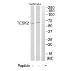 Invitrogen TESK2 Polyclonal Antibody 100 &mu;L | Buy Online | Invitrogen&trade; | Fisher Scientific