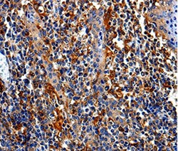 Invitrogen COX16 Polyclonal Antibody 100 &mu;L | Buy Online | Invitrogen&trade; | Fisher Scientific