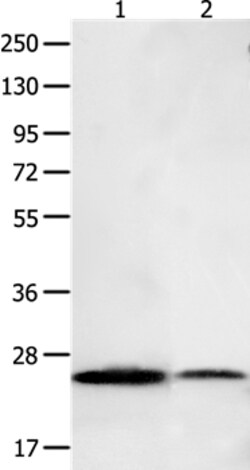 Invitrogen BCL2L15 Polyclonal Antibody 100 &mu;L; Unconjugated:Antibodies,