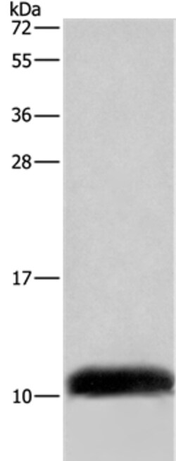 Invitrogen COX6B2 Polyclonal Antibody 100 &mu;L | Buy Online | Invitrogen&trade; | Fisher Scientific