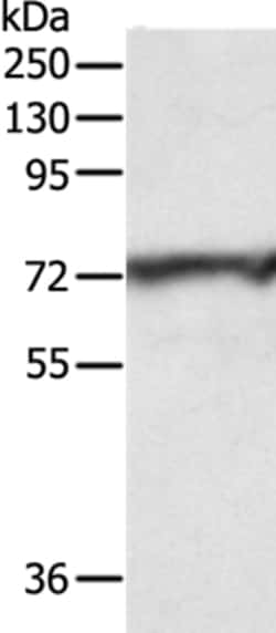 Invitrogen CNNM3 Polyclonal Antibody 100 &mu;L; Unconjugated:Antibodies,