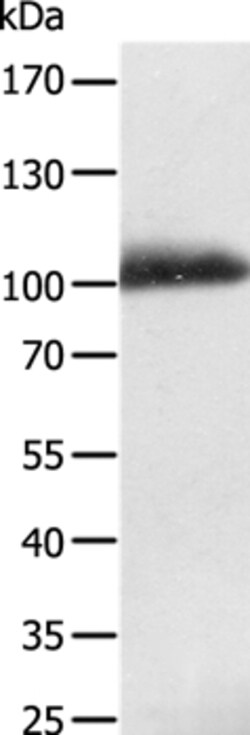 Invitrogen LRP12 Polyclonal Antibody 100 &mu;L; Unconjugated:Antibodies,