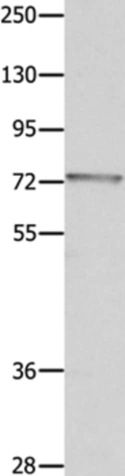 Invitrogen MUC20 Polyclonal Antibody 100 &mu;L; Unconjugated:Antibodies,