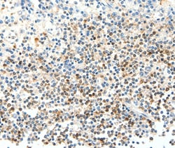 Invitrogen FAM3A Polyclonal Antibody 100 &mu;L; Unconjugated:Antibodies,