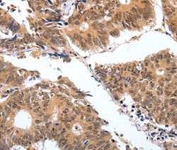 Invitrogen PGC Polyclonal Antibody 100 &mu;L; Unconjugated:Antibodies,
